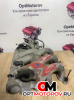 Впускной коллектор  Jaguar X-Type 2003 C2S20874             #2