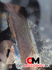Двигатель  Audi A5 8T 2007 CAPA #6